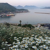 フラワーセンターの駐車場から徒歩15分位の除虫菊の名所