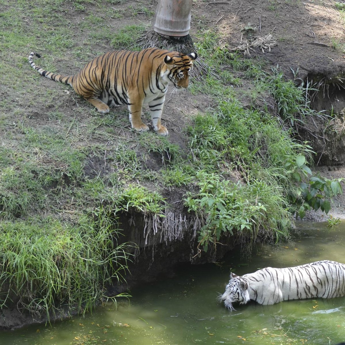 Zoológico Guadalajara, Гвадалахара: лучшие советы перед посещением -  Tripadvisor