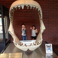 Whale Shark?