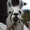 Gareth D