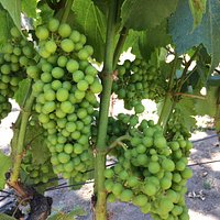 Wine grapes on the vine