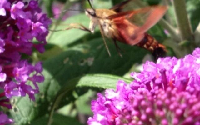 Loved the Humming Bee's on the bushes