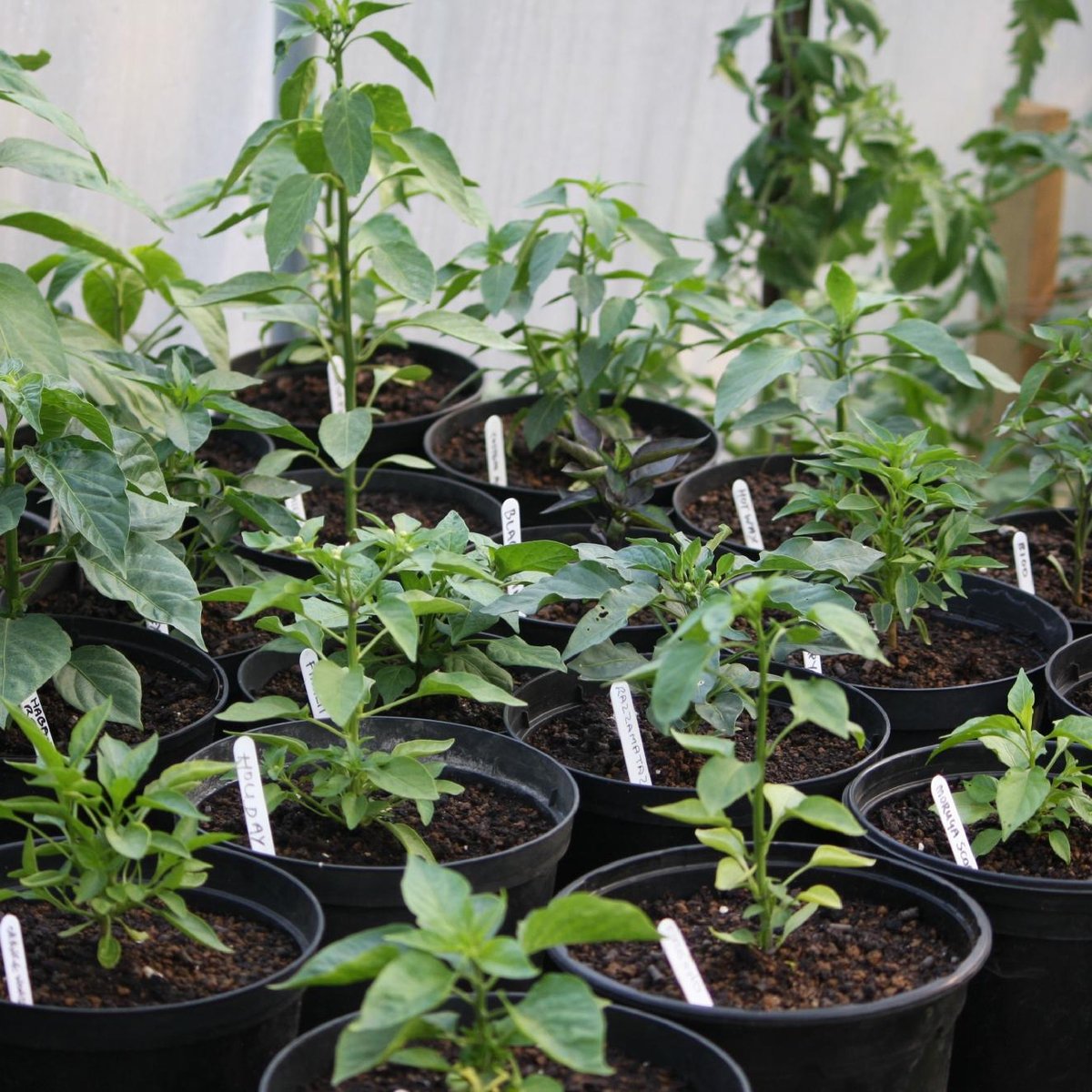 The Norfolk Chilli Farm (Sculthorpe) - All You Need to Know BEFORE You Go