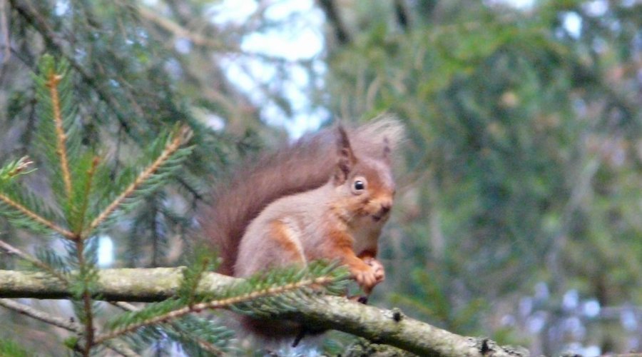 Red Squirrels