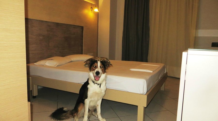 Pet friendly- hotel