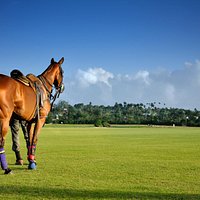 Apes Hill Polo Club