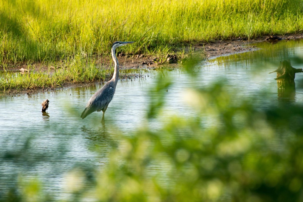 Blackwater National Wildlife Refuge (Cambridge) - All You Need to Know ...