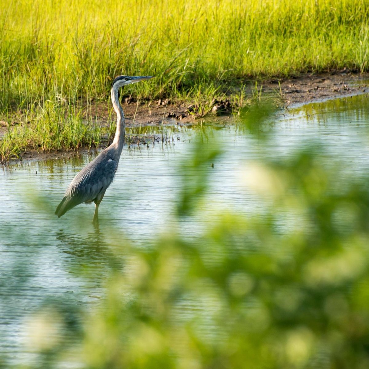 Blackwater National Wildlife Refuge Tides at Tanedithblog Blog