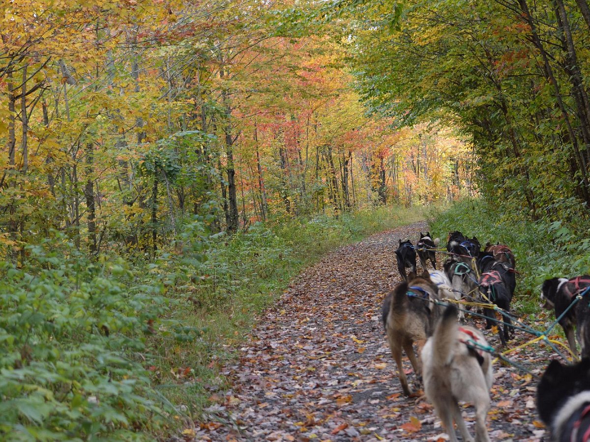 muddy paw sled dog kennel tours