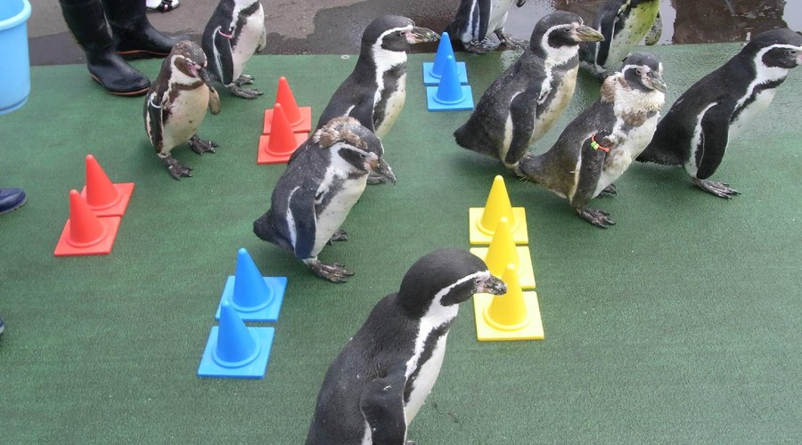 フンボルトペンギンの散歩