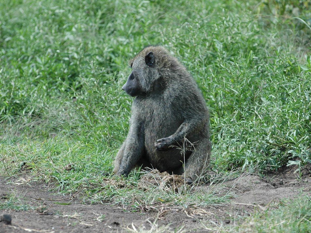 safari wise namibia