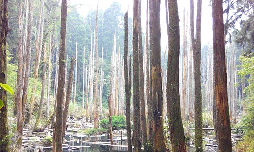 森林中的樹木泡在因地震形成的湖泊中