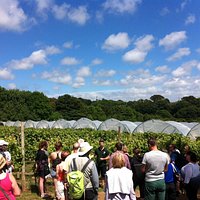 Vineyard Winemakers Tour & Tasting