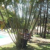 Próximo à Piscina Leque de coqueiros
