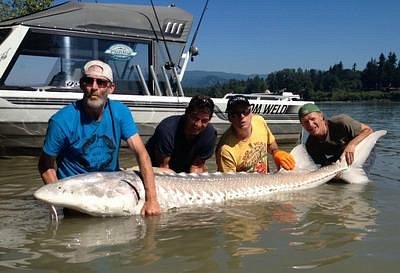 Salmon Fraser Valley Fly Fishing - Silversides Fishing Adventures