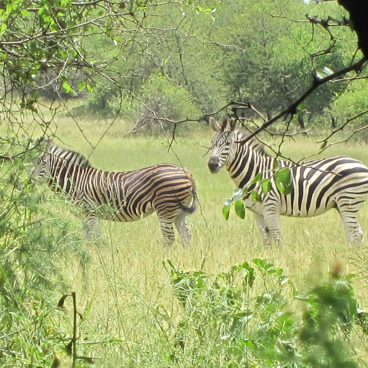 GABORONE GAME RESERVE - 2022 What to Know BEFORE You Go