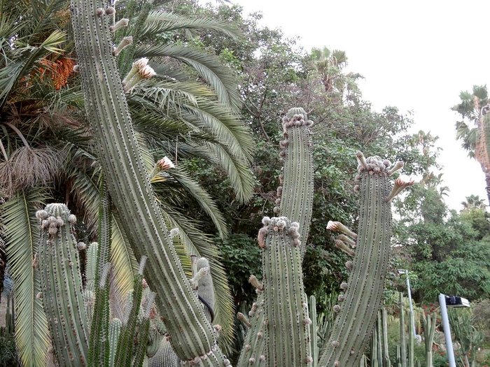 Imagen 2 de Jardins de Mossèn Costa i Llobera