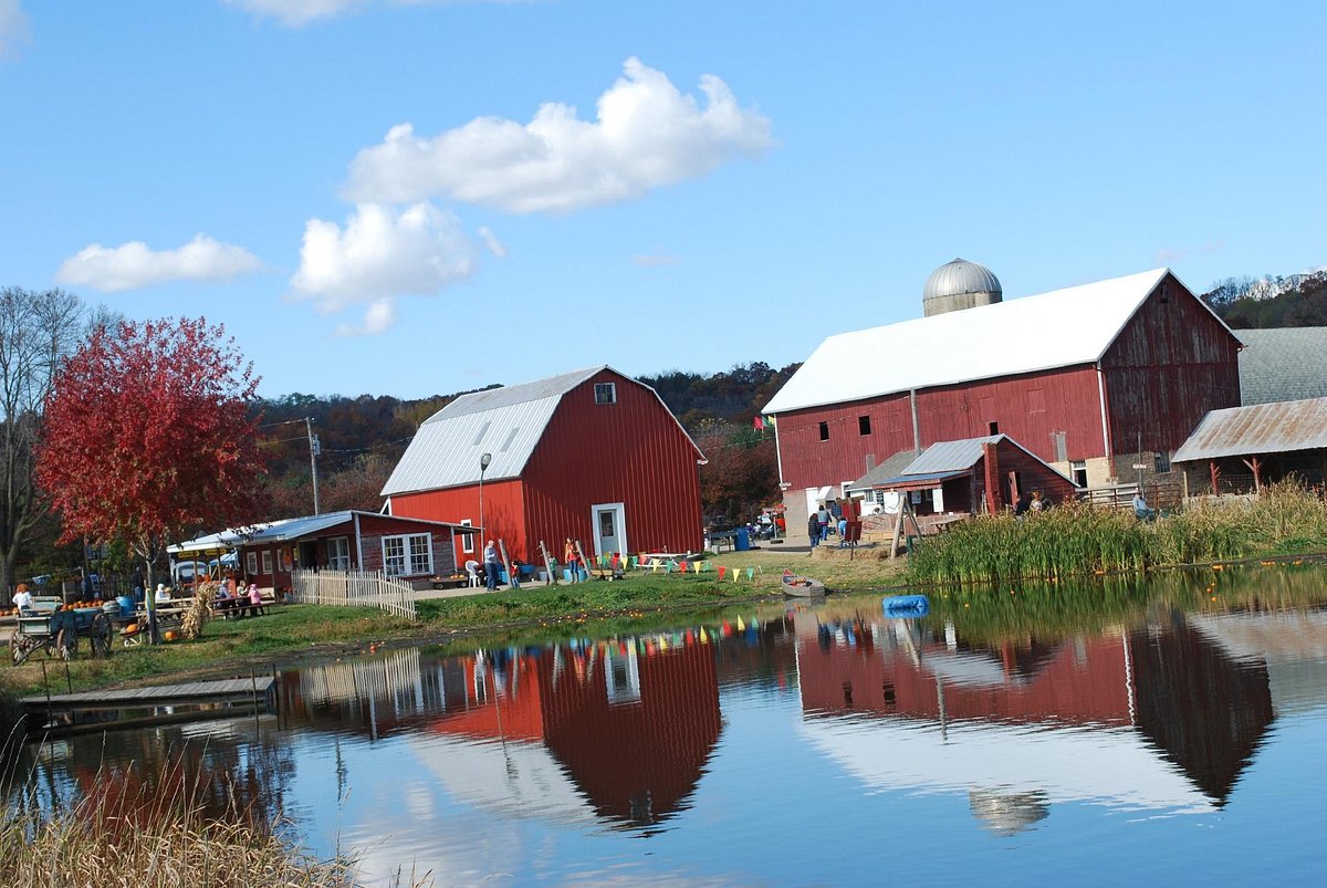 Treinen Farm Corn Maze and Pumpkin Patch, Lodi: лучшие советы перед  посещением - Tripadvisor