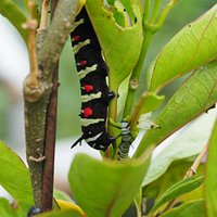 Caterpillar-2