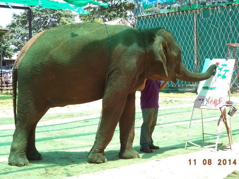 Elephant Study Center Surin image