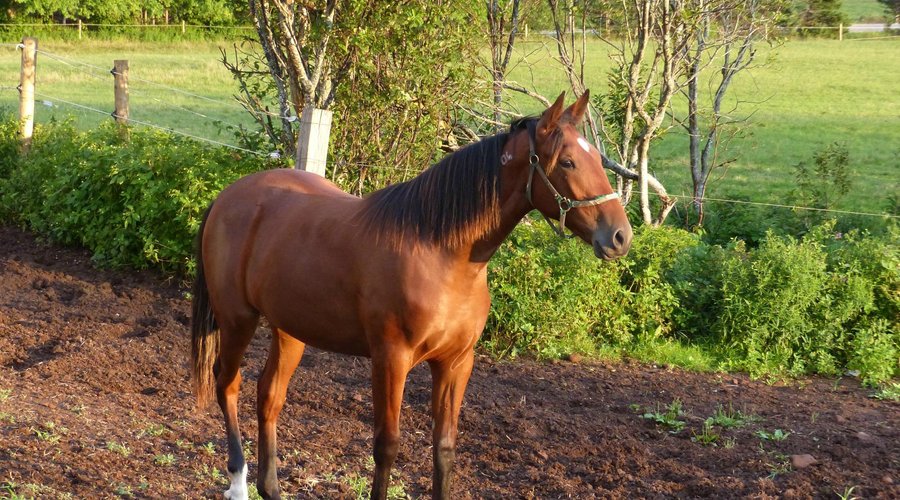 One of the Standardbred Horses raised at Woodmere