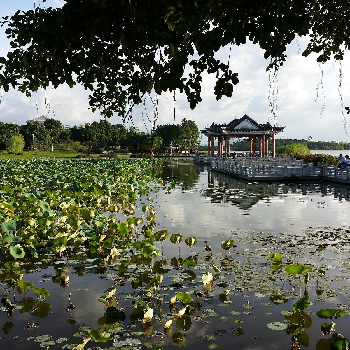 Dongguan guangdong province. Парк Дунгуань. Дунгуань природа. Huayang Lake Wetland Park. Фото достопримечательности гогорда Дунгуань.