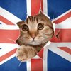 London_Cat_00