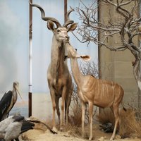 Zoologisches Museum Konig (Bonn) - All You Need to Know BEFORE You Go