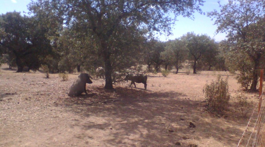 Vistas de la finca