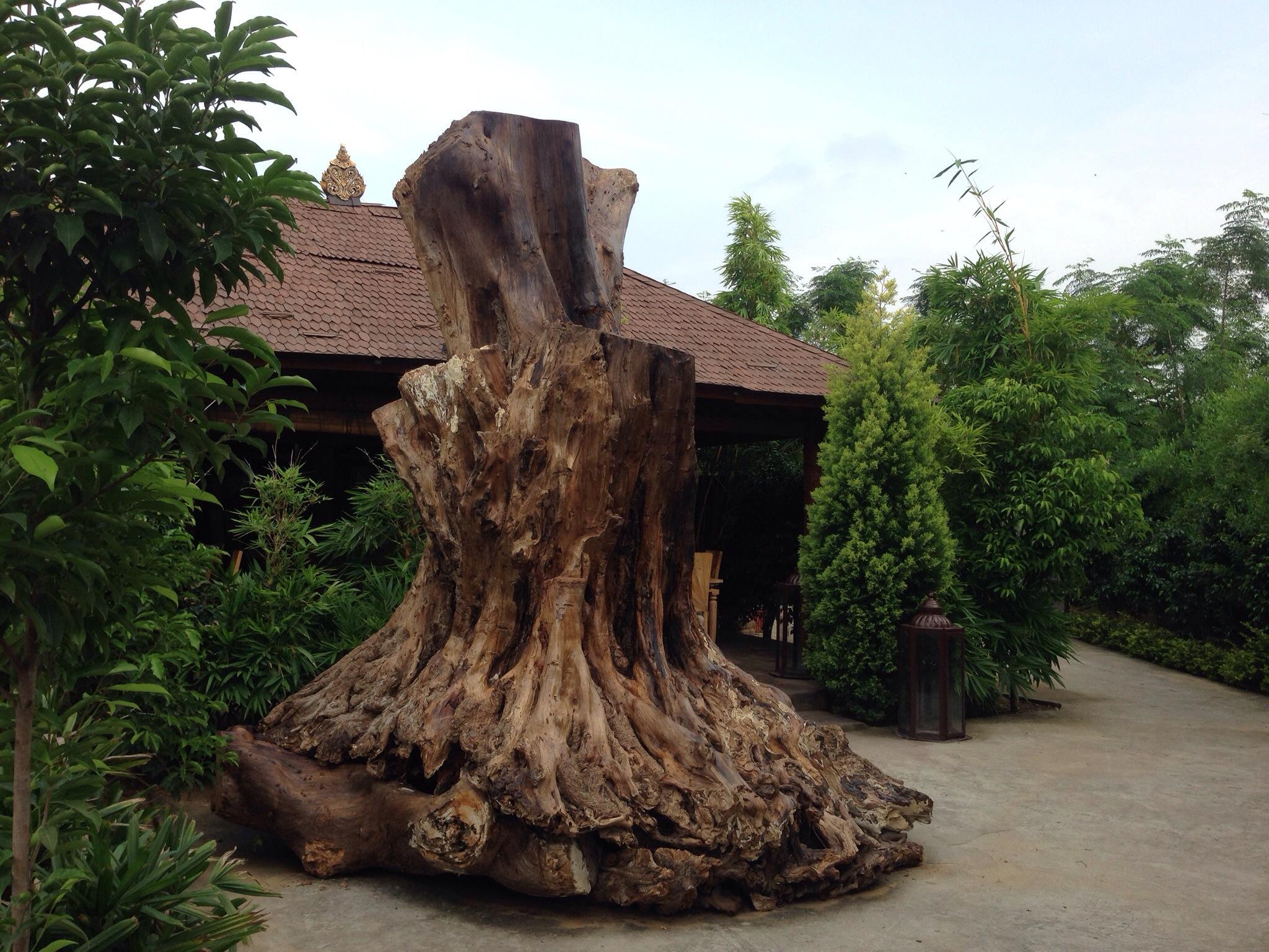 Hotel photo 31 of The Tree House Resort.
