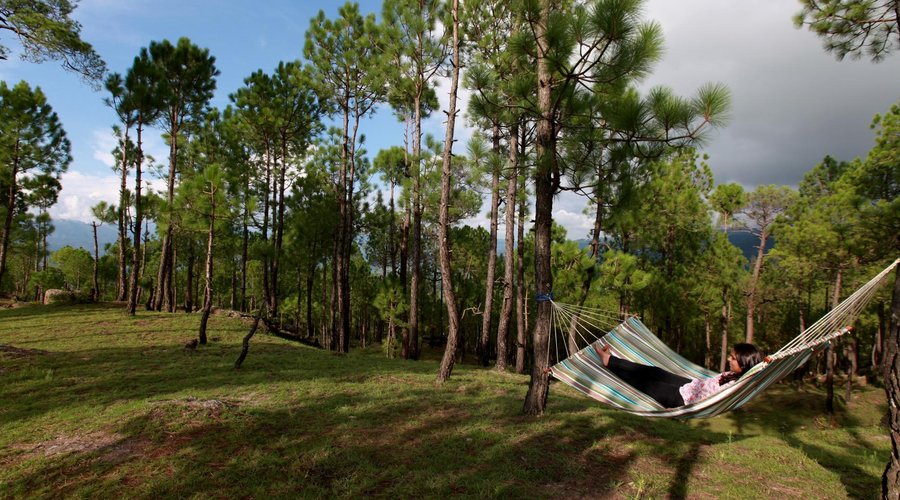 Hammocks in a pine forest