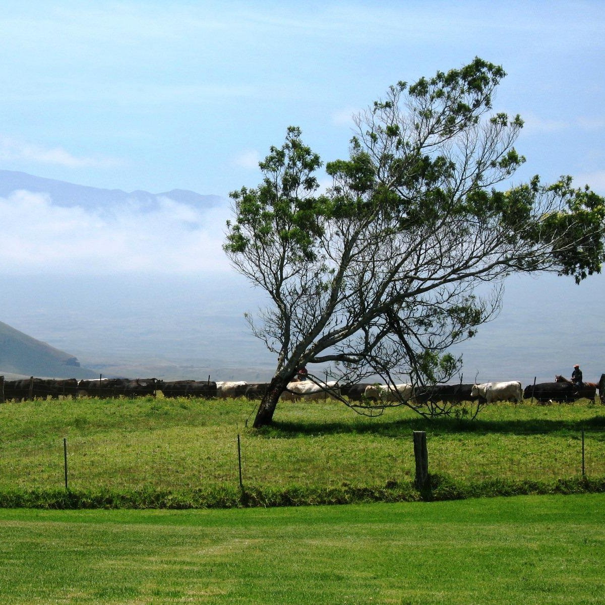 PARKER RANCH (Waimea) - 2023 What to Know BEFORE You Go 