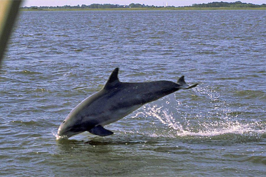 jekyll island dolphin tours photos