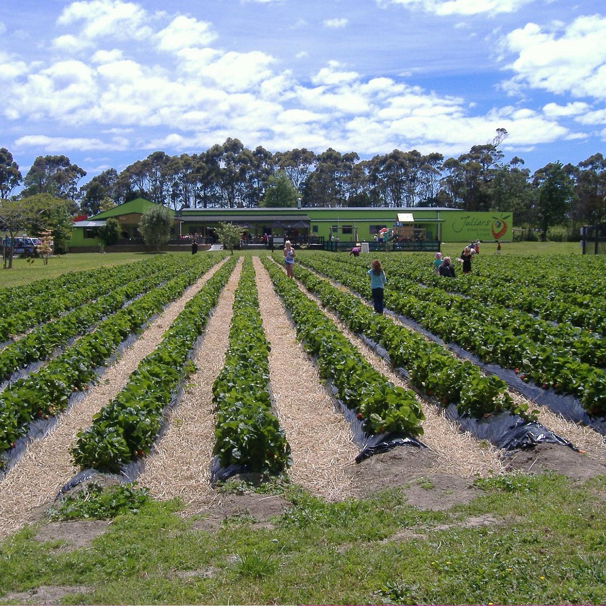 Berry farm. Салы Бужора Ягодная ферма. Berry Farming. Berry Farming Ltd.