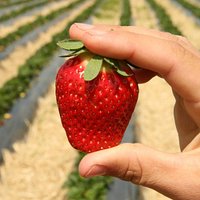 Delicious strawberries at Julians Berry Farm & Café, Whakatane
