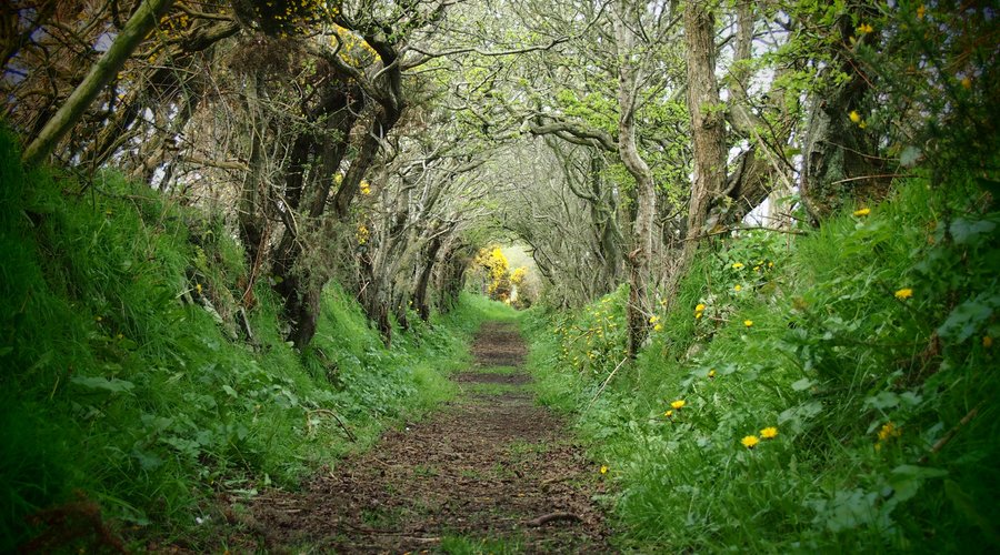 Mystic path