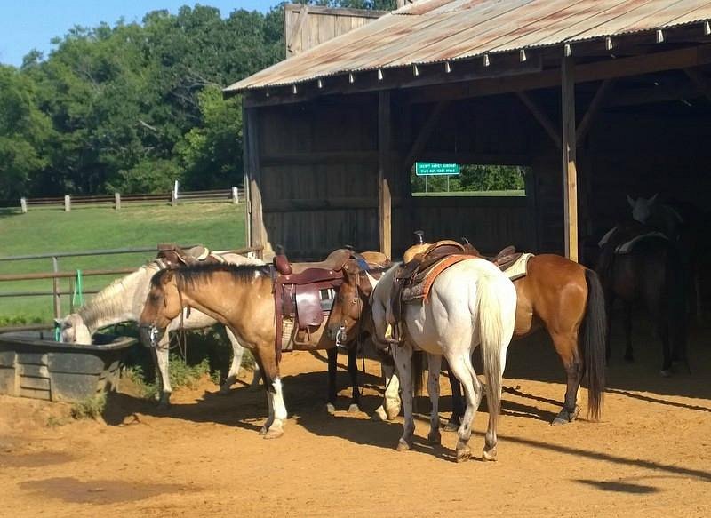 Lake Murray Riding Stables image