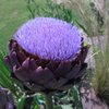 JardinJardine