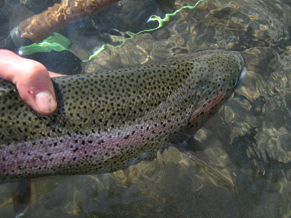 KENAI RIVER FLY FISHING (Cooper Landing) - All You Need to Know BEFORE ...