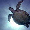 islanderbob
