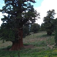 Bennett Juniper 4-6000 years old