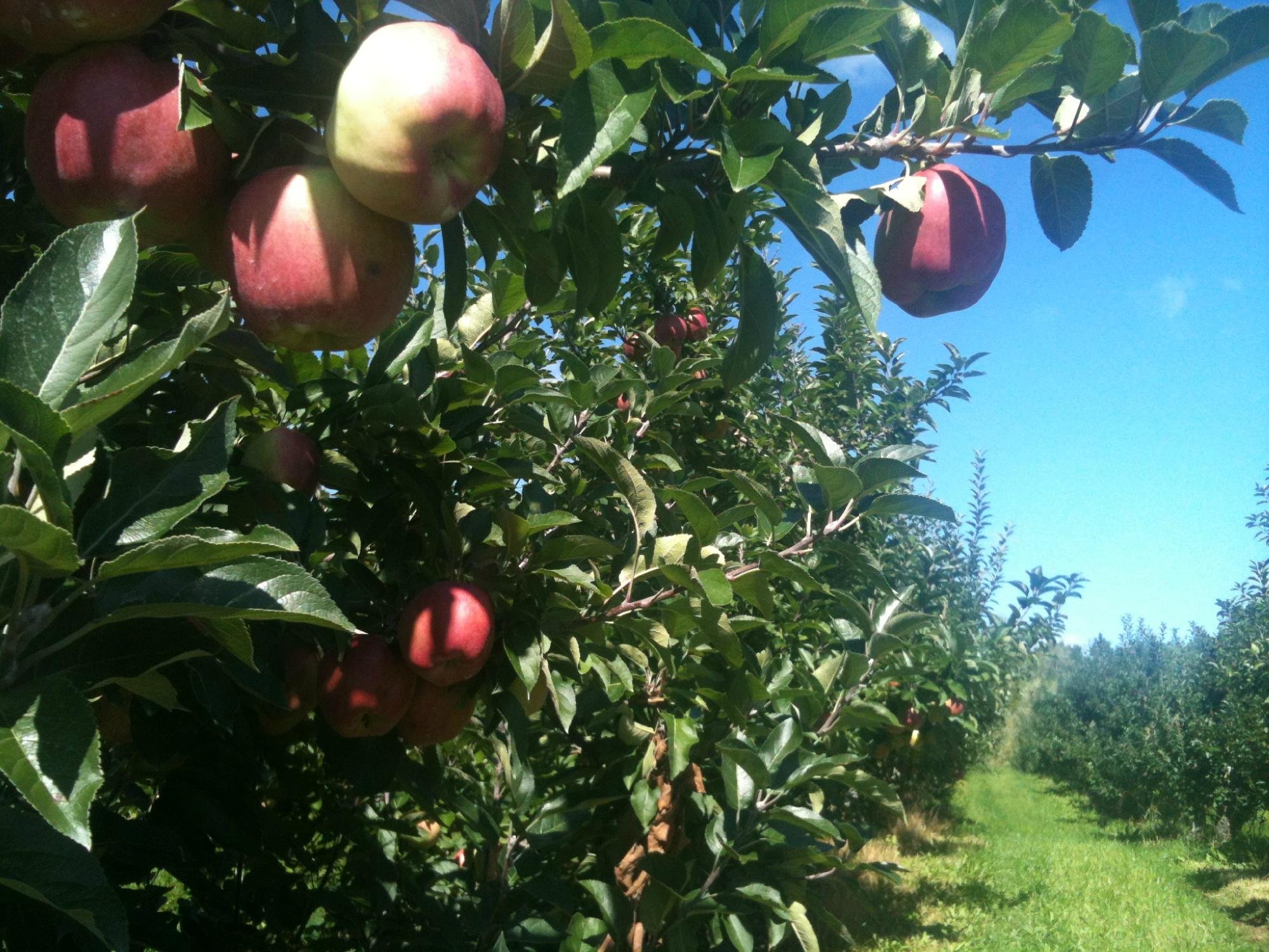 Country Apple Orchard Farm Inc All You Need To Know BEFORE You Go 2024   Country Apple Orchard 