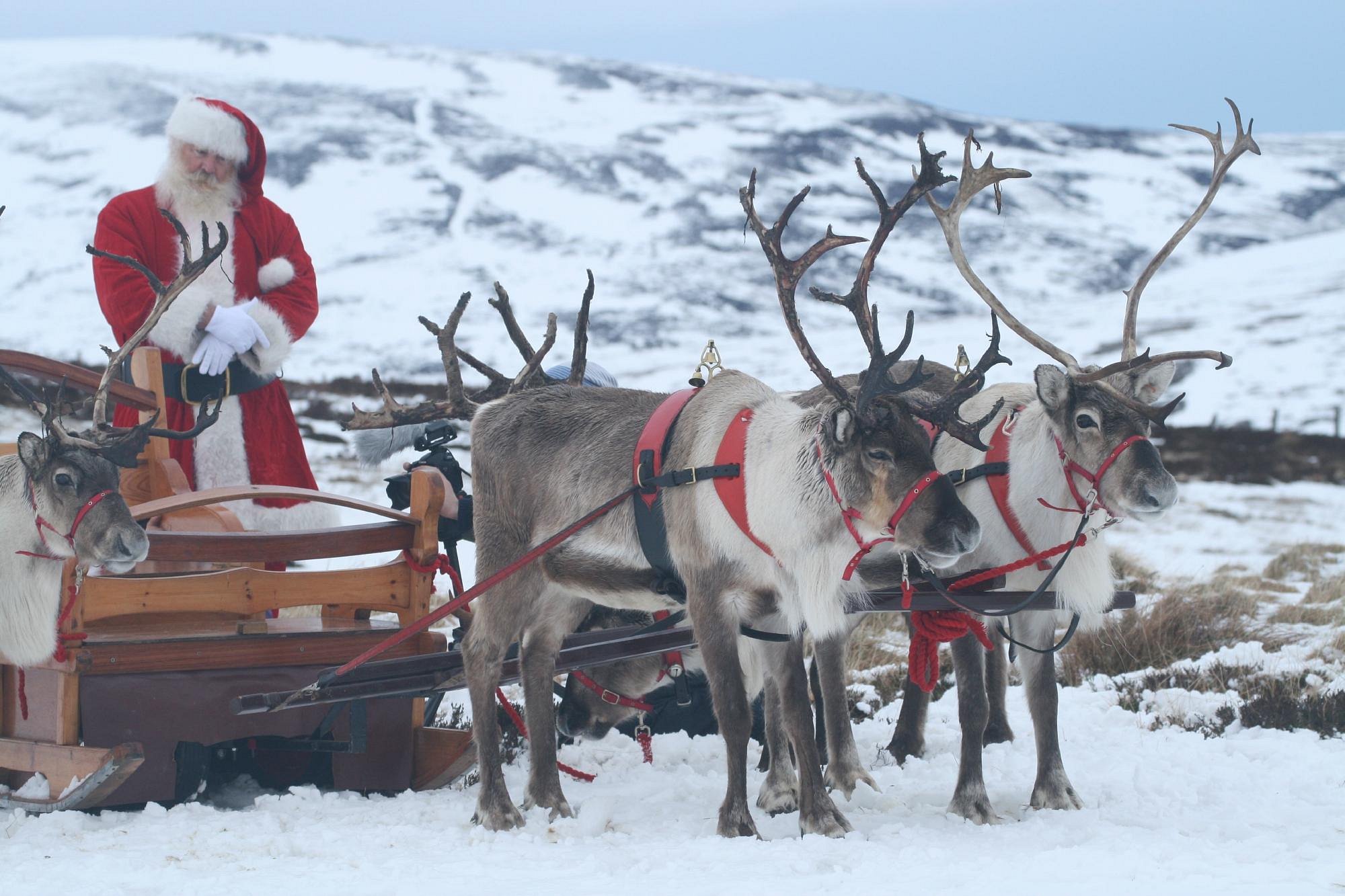 Cairngorm Reindeer Herd Glenmore Ce Quil Faut Savoir 2167