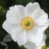 Jill H