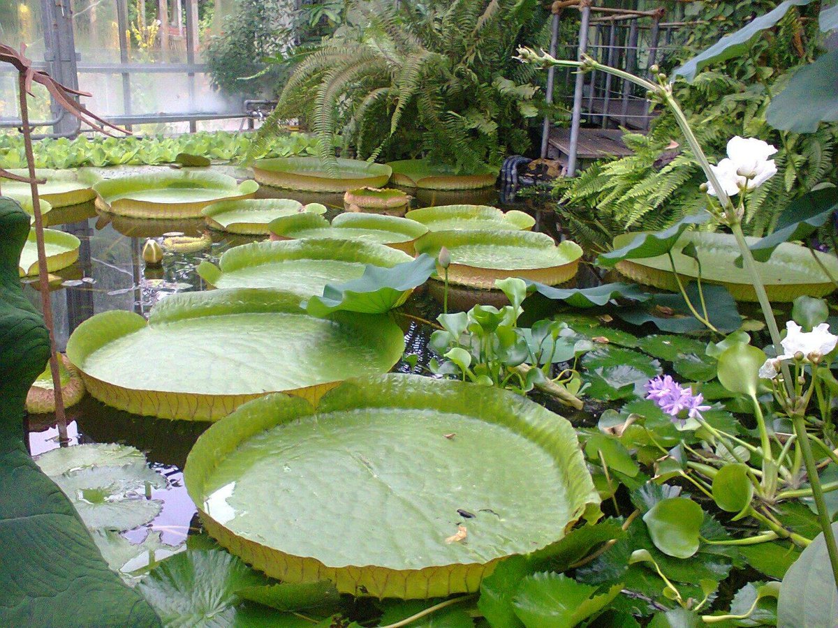 Botanic Gardens Kiel, Киль: лучшие советы перед посещением - Tripadvisor