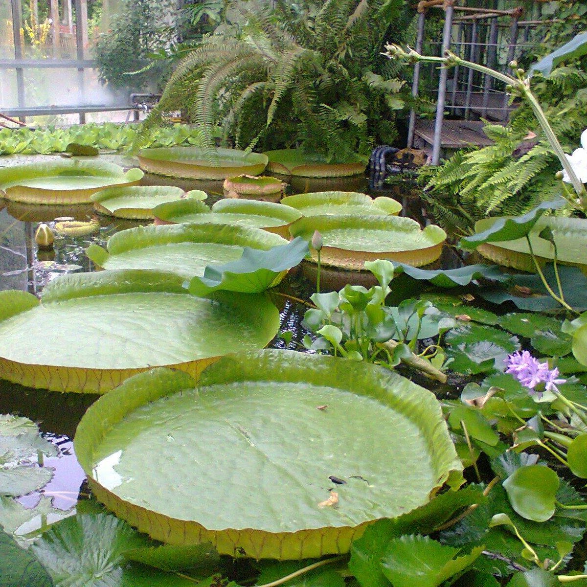 Botanic Gardens Kiel, Киль: лучшие советы перед посещением - Tripadvisor