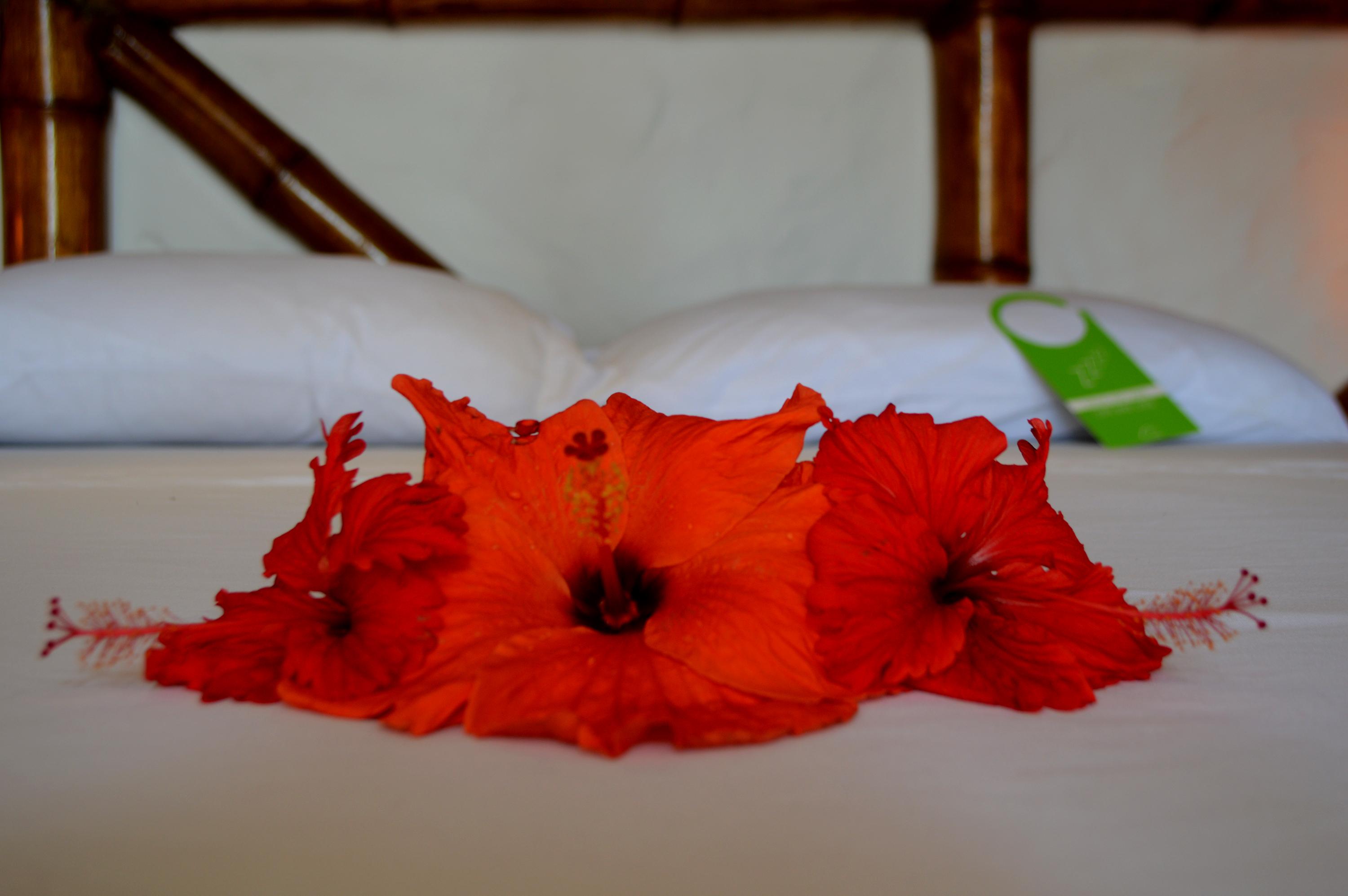 Hotel photo 5 of Nativa Bambu Ecolodge.