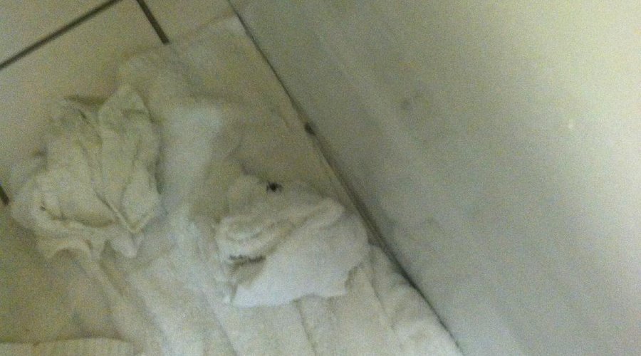 Spider in the bathroom...niiiice.