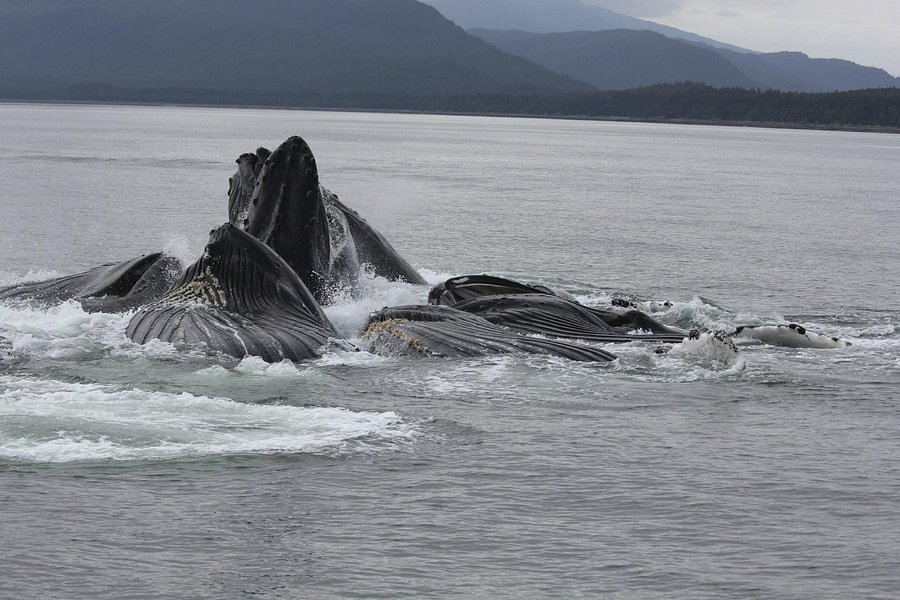 alaska adventure tours juneau
