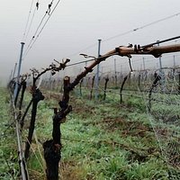 Winter Vines
